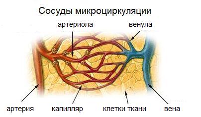 Сосуды микроциркуляции - артериолы, венулы, капилляры